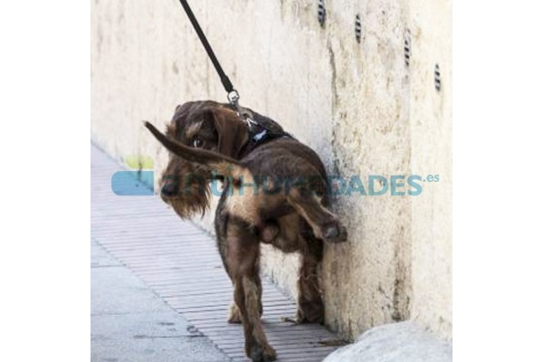 Repelente de Orina de perros o persona en fachadas, Hidrorin de Idroless