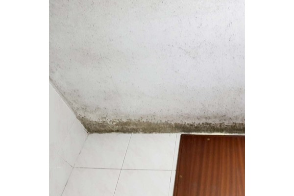 Pintura térmica Sopgal para techos con moho