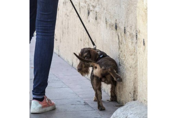 Cómo evitar el olor a orina de perro en entradas