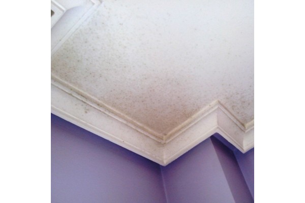 Aplicación de pintura transpirable antimoho en pared