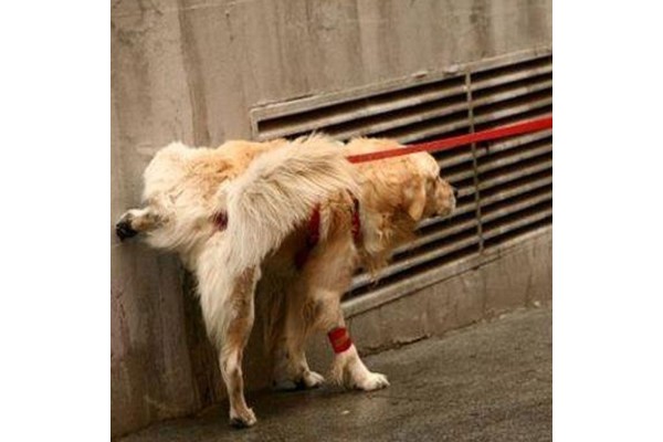 Repelente de orina eco de larga duración de Antihumedades para perros y personas