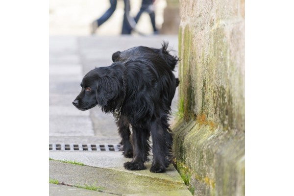 Tratamiento preventivo para manchas y olores de orina de animales y personas