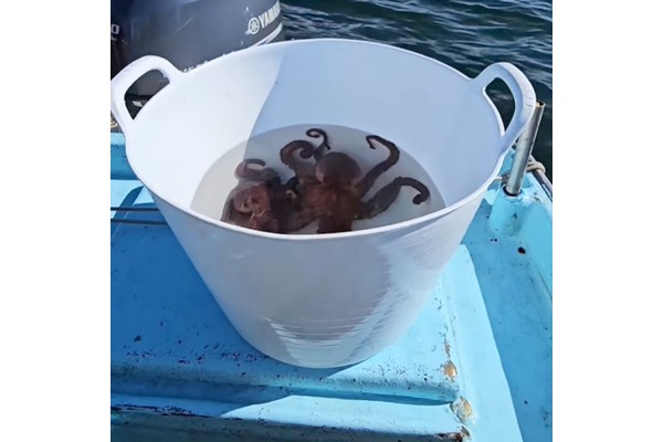 Barreño para comida, pesca, alimentos