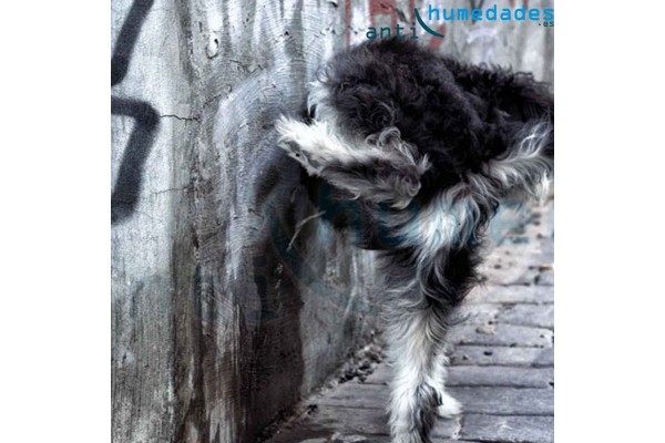 Anti orines de perros de larga duración