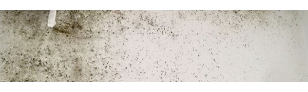 Pinturas anti condensación: elimina el moho para siempre de tu casa.