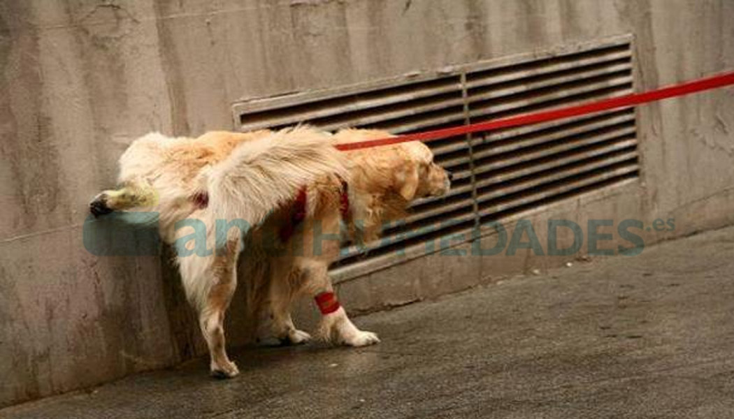 Repelente de pis de perro para zonas exteriores