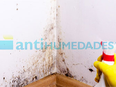limpiador específico de moho para manchas de humedad