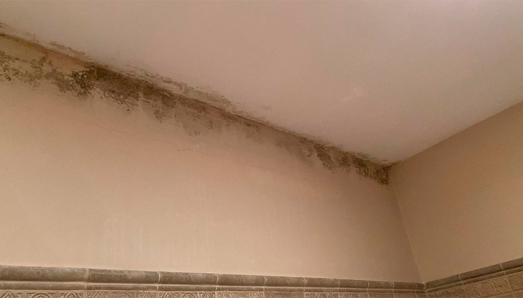 Pack Ahorro Antimoho para desinfectar las paredes y evitar las manchas de humedad